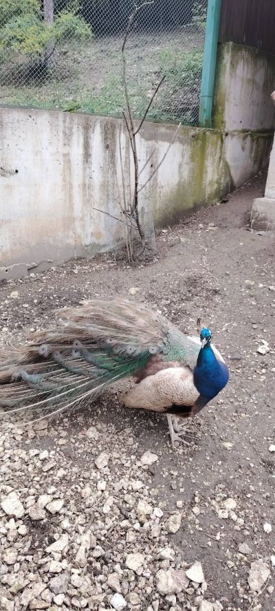 Разходка до парк Кьошкове 6